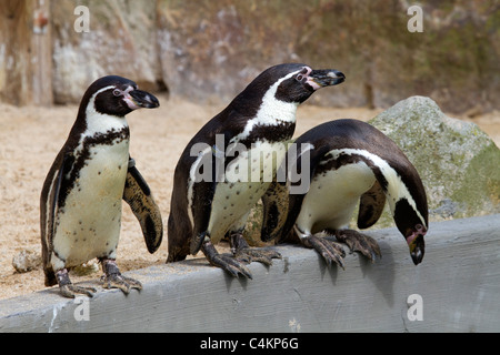 Les pingouins de Humboldt ; Spheniscus humboldti ; à Paradise Park Banque D'Images