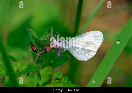 Papillon blanc en bois (Leptidea sinapsis) Banque D'Images