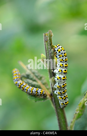 Mullein Moth Caterpillar (Shargacucullia verbasci) Banque D'Images