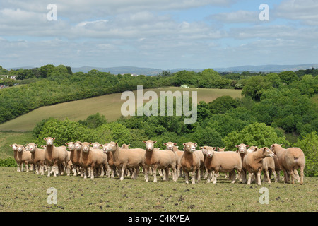 Moutons dorset sondage looking at camera Banque D'Images