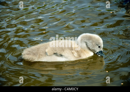 Cygnet Cygne tuberculé (Cygnus olor) sur canal dans le Lancashire UK Banque D'Images