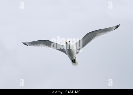 Mouette tridactyle (Rissa tridactyla) ; en vol ; Banque D'Images