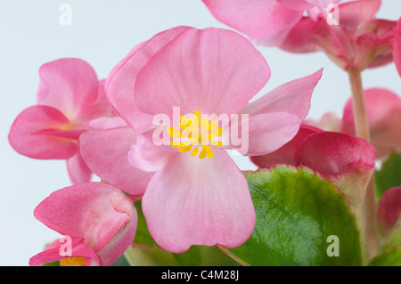 Wax Begonia, wax-feuille bégonia (Begonia x semperfloren-cultorum), plante à fleurs roses. Banque D'Images