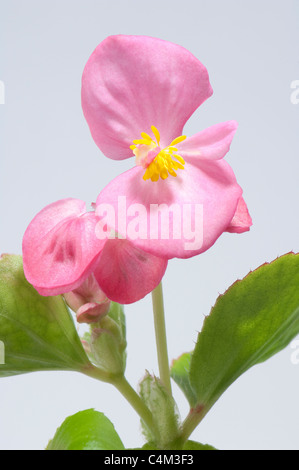 Wax Begonia, wax-feuille bégonia (Begonia x semperfloren-cultorum), rose des fleurs et des feuilles. Banque D'Images