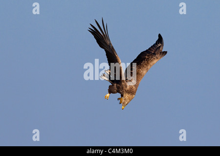 White-tailed Eagle / l'Aigle de mer / Erne (Haliaeetus albicilla) en vol spotting proie, Allemagne Banque D'Images