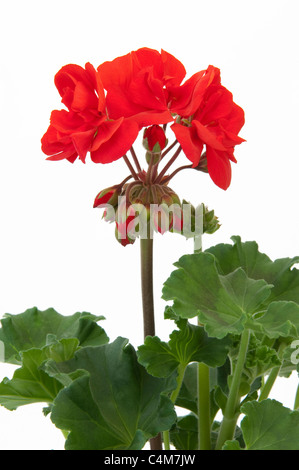 Géranium, Pélargonium Pelargonium zonale (hybride). Plante à fleurs rouges. Studio photo sur un fond blanc. Banque D'Images