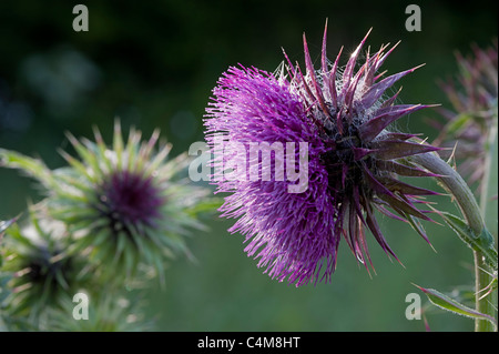 Chardon de musc Banque D'Images