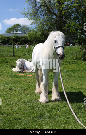 Appleby Westmorland Cumbria foire du cheval Banque D'Images