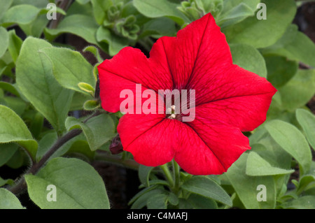 Jardin pétunia (Petunia x hybrida), fleur rouge. Banque D'Images