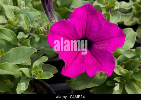 Jardin pétunia (Petunia x hybrida), fleur pourpre. Banque D'Images