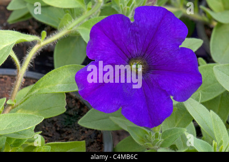 Jardin pétunia (Petunia x hybrida), fleur bleue. Banque D'Images