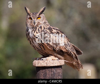 Grand Hibou perché sur un fencepost à vers la caméra Banque D'Images