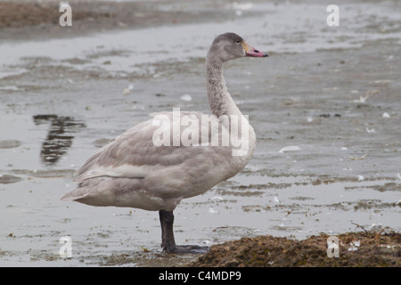 Le cygne de Bewick cygnet au bord de l'eau faisant face à droite Banque D'Images