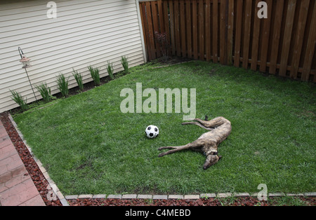 Un chien lévrier bringé couché dans l'herbe verte sur une pelouse avec un ballon de soccer. Banque D'Images