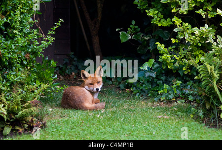 Fox homme urbain se trouve en toute confiance dans le jardin de ville de Londres, Hampstead, Londres, Angleterre Banque D'Images