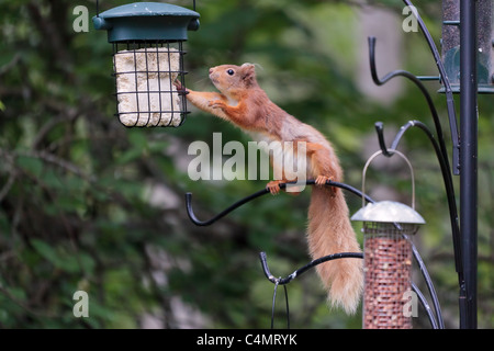 Eurasian Écureuil roux (Sciurus vulgaris) 02 Banque D'Images