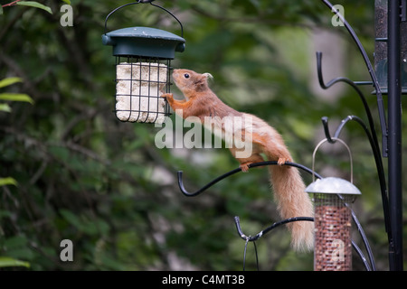 Eurasian Écureuil roux (Sciurus vulgaris) 03 Banque D'Images