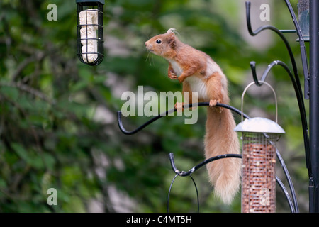 Eurasian Écureuil roux (Sciurus vulgaris) 04 Banque D'Images