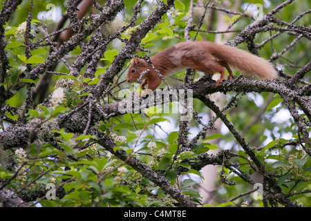 Eurasian Écureuil roux (Sciurus vulgaris) 05 Banque D'Images