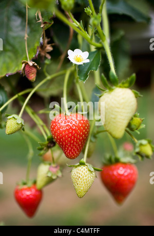 De plus en plus les fraises, mûres et certains certains immature, sur un buisson de Gloucestershire, Angleterre, Royaume-Uni Banque D'Images