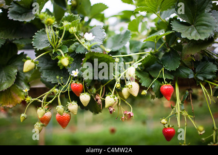 Les fraises qui poussent sur un buisson dans Gloucestershire, Angleterre, Royaume-Uni Banque D'Images