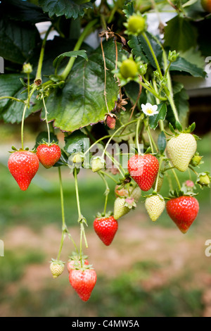 Les fraises qui poussent sur un buisson dans Gloucestershire, Angleterre, Royaume-Uni Banque D'Images