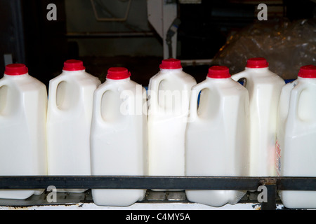 Le chauffeur de l'entreprise de l'usine d'embouteillage du lait à Burley, Idaho, USA. Banque D'Images