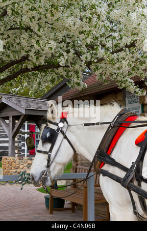 Un cheval et un chariot pour vélos à l'Essenhaus ferme à Middlebury, Indiana, USA. Banque D'Images