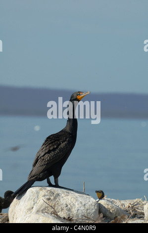 Double-crested cormorant assis sur la roche. Banque D'Images