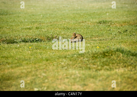 Vue de près horizontale un lapin Européen (Oryctolagus cuniculus) à l'extérieur c'est le terrier d'une journée ensoleillée. Banque D'Images