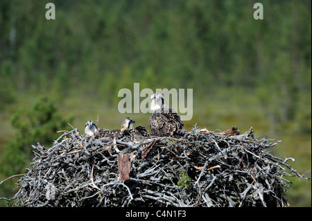 Nid de balbuzard juvénile (Pandion haliaetus) Banque D'Images