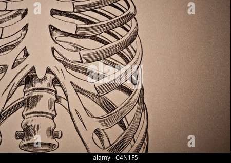 Illustration de la cage thoracique vers 1881 Banque D'Images
