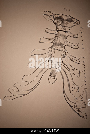Illustration de la cage thoracique vers 1881 Banque D'Images