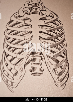 Illustration de la cage thoracique vers 1881 Banque D'Images