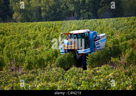 La récolte de vin, la vendange, les raisins de Merlot par tracteur de vigne au Château Bellevue, Fontcaille dans région de Bordeaux Banque D'Images