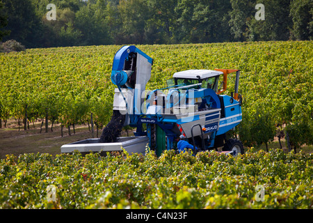 La récolte de vin, la vendange, les raisins de Merlot par tracteur de vigne au Château Bellevue, Fontcaille dans région de Bordeaux Banque D'Images