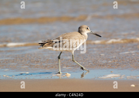 Willet sur la plage, dans l'eau. Banque D'Images