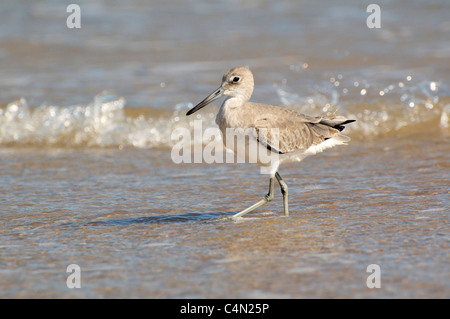 Willet sur la plage, dans l'eau. Banque D'Images