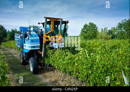 La récolte de vin, la vendange, les raisins de Merlot par tracteur de vigne au Château Bellevue, Fontcaille dans région de Bordeaux Banque D'Images