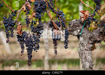 Raisins Merlot flétri sur une ancienne vigne au Château Bellevue, Fontcaille dans région de Bordeaux Banque D'Images