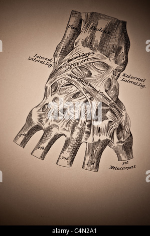 Illustration de l'Wrist-Joint vers 1882 Banque D'Images