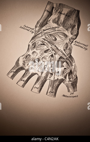 Illustration de l'Wrist-Joint vers 1882 Banque D'Images