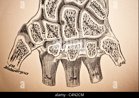 Illustration de l'Wrist-Joint vers 1882 Banque D'Images