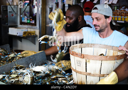Maine Avenue Fish Market Fresh Blue Crabs Washington DC // WASHINGTON DC — crabes bleus frais exposés à la vente au Maine Avenue Fish Market, l'un des plus anciens marchés aux poissons en activité continue aux États-Unis, situé le long de la rivière Potomac près du quai à Washington DC. Établi en 1805, le marché est connu pour sa grande variété de fruits de mer frais, y compris les crabes bleus, poissons et crustacés de Chesapeake Bay. Le marché historique reste une destination culinaire populaire pour les habitants et les touristes à la recherche de fruits de mer frais dans la capitale nationale. Banque D'Images