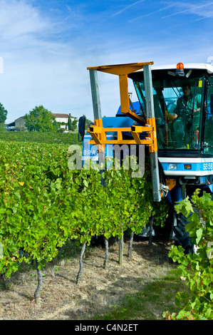 La récolte de vin, la vendange, les raisins de Merlot par tracteur de vigne au Château Bellevue, Fontcaille dans région de Bordeaux Banque D'Images