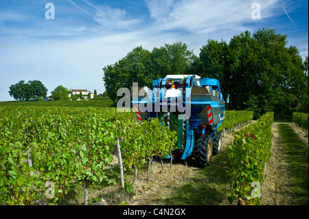 La récolte de vin, la vendange, les raisins de Merlot par tracteur de vigne au Château Bellevue, Fontcaille dans région de Bordeaux Banque D'Images