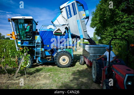 La récolte de vin, la vendange, les raisins de Merlot par tracteur de vigne au Château Bellevue, Fontcaille dans région de Bordeaux Banque D'Images