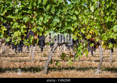 Les raisins de Merlot mûr sur une ancienne vigne au Château Bellevue, Fontcaille dans région de Bordeaux Banque D'Images