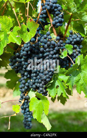 Les raisins de Merlot mûr sur une ancienne vigne au Château Bellevue, Fontcaille dans région de Bordeaux Banque D'Images