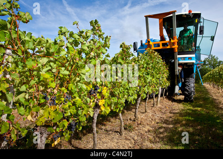 La récolte de vin, la vendange, les raisins de Merlot par tracteur de vigne au Château Bellevue, Fontcaille dans région de Bordeaux Banque D'Images